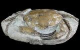 D Fossil Crab (Pulalius) Washington - Washington State #67571-3